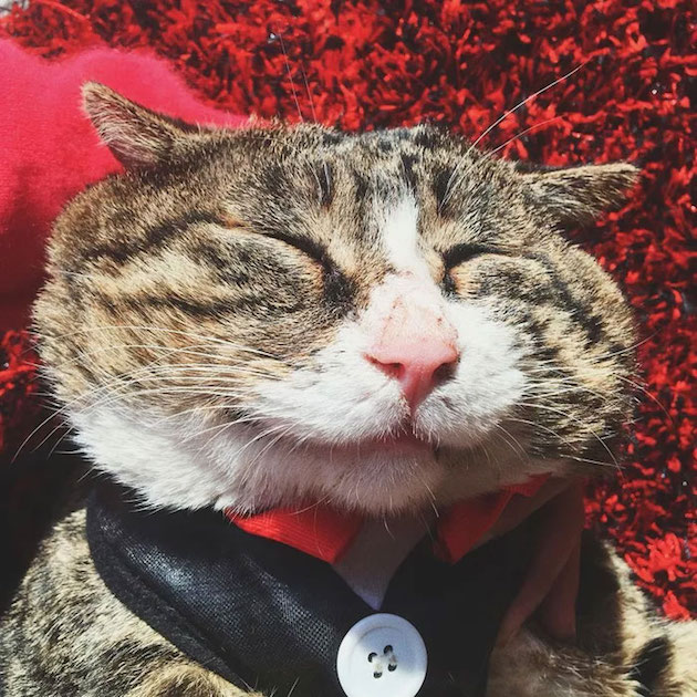 猫「アーフェイ」に関連した画像-14