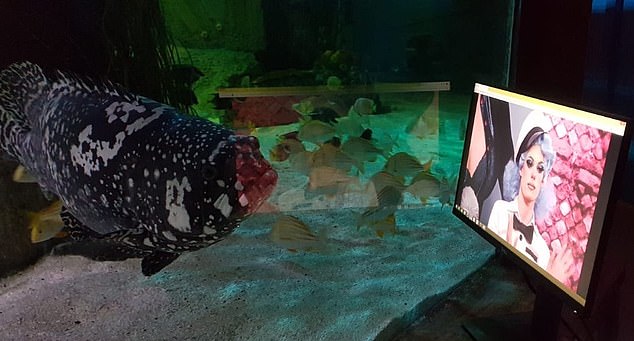イギリス　水族館　ネットフリックスに関連した画像-04