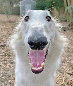 This-dog-is-captivating-people-with-its-long-snout-and-it-can-become-a-world-record-holder-5ecf838fa81f1__700