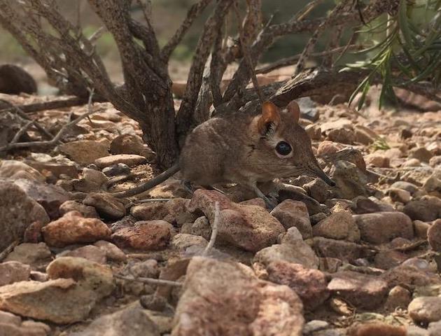 アフリカ　ゾウ　仲間に関連した画像-03