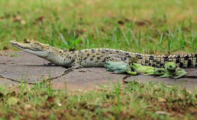 ワニをタクシー代わりにするカエルの家族に関連した画像-02