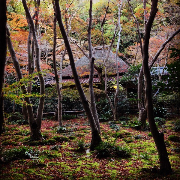 今年2015の京都の紅葉はガッカリに関連した画像-02