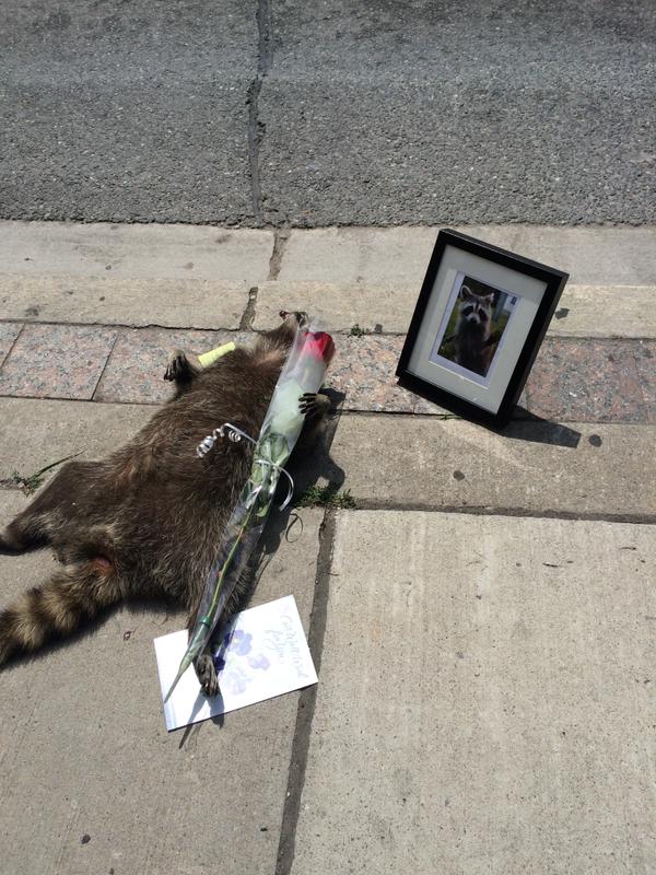 街中で死んだアライグマに、カナダ人が続々と追悼に関連した画像-03