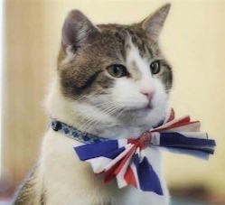 パーマストン　猫　イギリス　ネズミ捕獲長