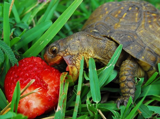 食べ物を前にヘブン状態の動物に関連した画像-08