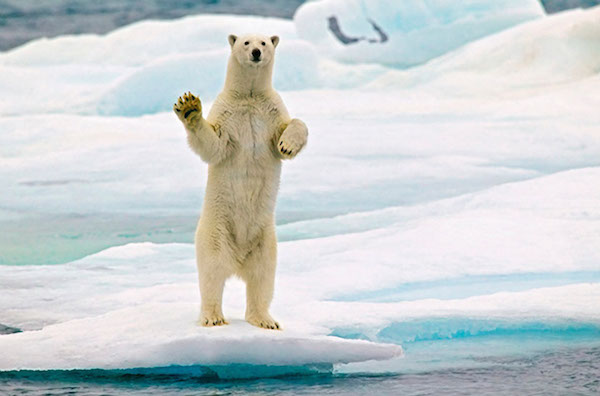 移民はホッキョググマが生息する絶海の孤島に送ろうに関連した画像-04