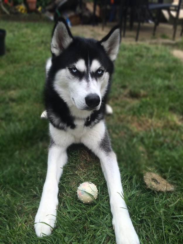 シベリアンハスキー犬のAnukoに関連した画像-04