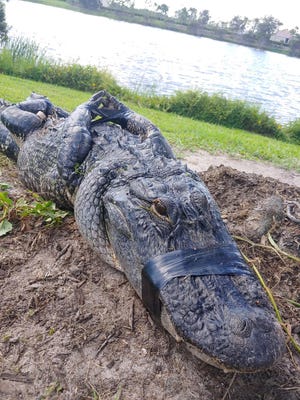 アメリカ　ワニ　撃退