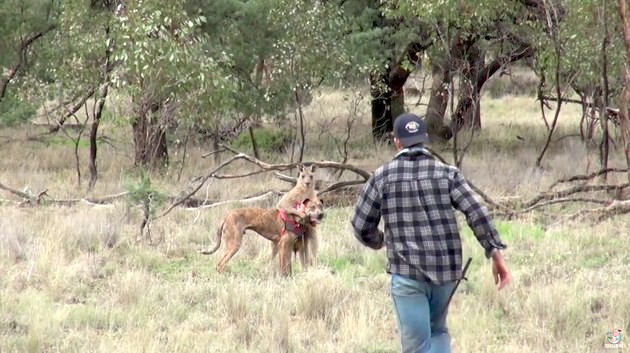 野生カンガルーへ顔面パンチに関連した画像-02