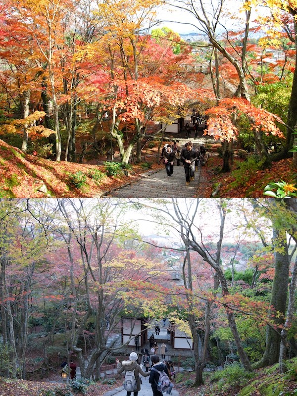 今年2015の京都の紅葉はガッカリに関連した画像-04