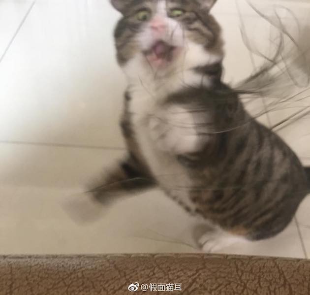 猫「アーフェイ」に関連した画像-10