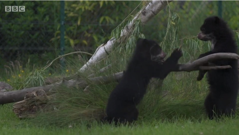 英国　メガネグマに関連した画像-03