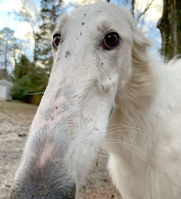 This-dog-is-captivating-people-with-its-long-snout-and-it-can-become-a-world-record-holder-5ecf8014d98e6__700