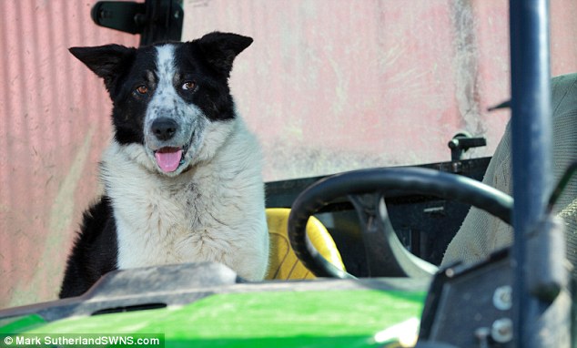 牧羊犬がトラクターを運転し、高速道路が交通渋滞に関連した画像-04