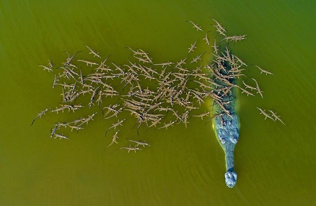 野生生物写真家コンテスト　インドガビアル　ワニ