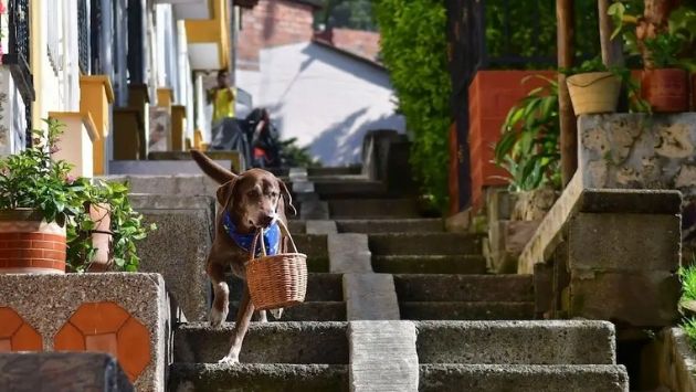 コロンビア　犬　配達に関連した画像-03