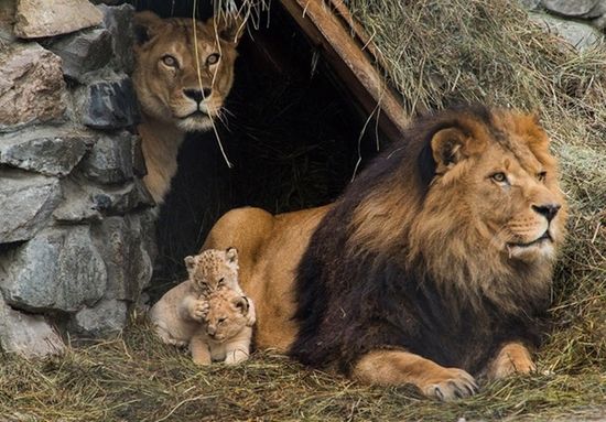 動物たちが家族で寄り添った画像に関連した画像-04