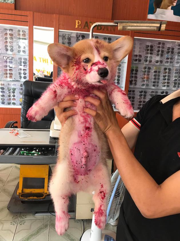 コーギー犬に関連した画像-03