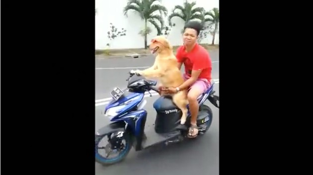 インドネシアで「バイクを運転する犬」に関連した画像-02