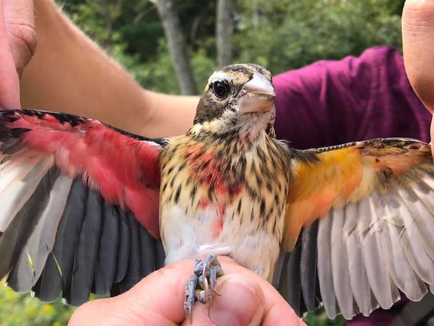 ムネアカイカル　アメリカ　鳥　雌雄モザイク