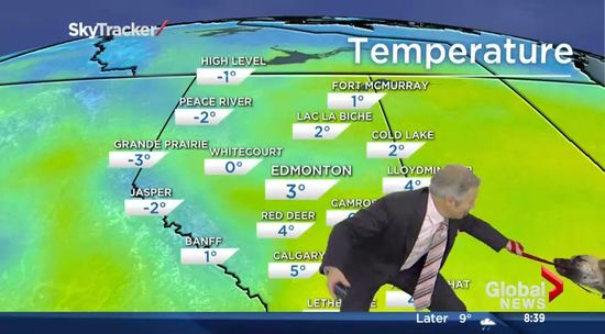 お天気コーナーで格闘する予報士と犬に関連した画像-02