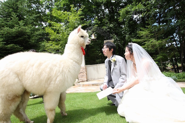 栃木では結婚式にアルパカが参列に関連した画像-05