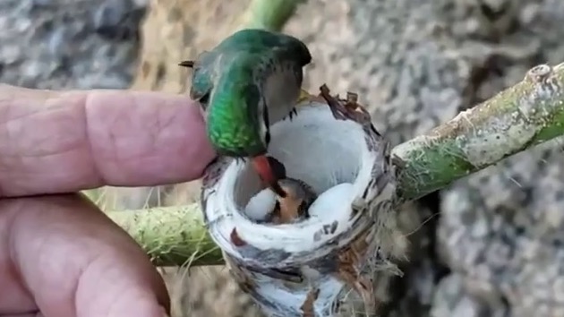 ハチドリ　ヒナ　蜂鳥