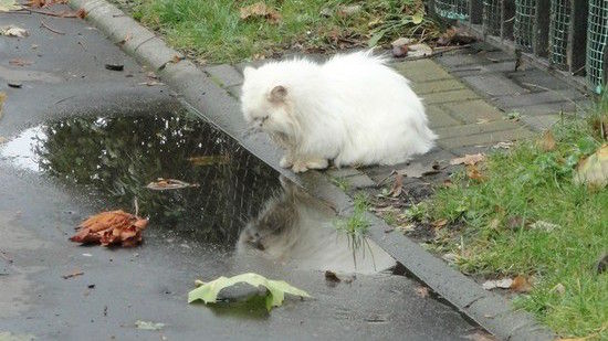 ネコたちが教えてくれる、月曜日のツラさに関連した画像-10