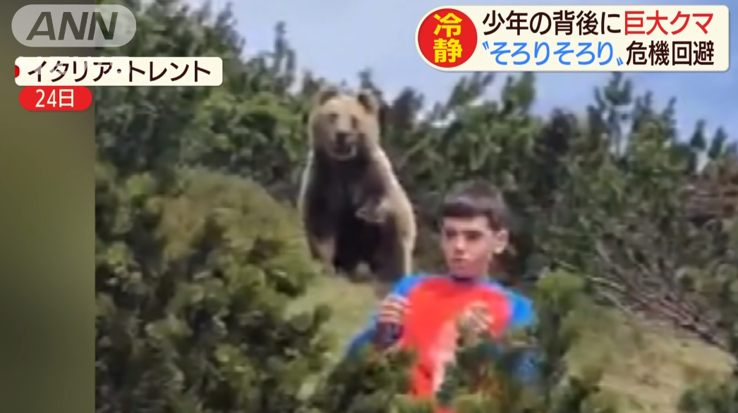 イタリア　熊　クマに関連した画像-03