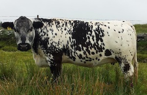 Speckled-Cow-5efb89716a4c6