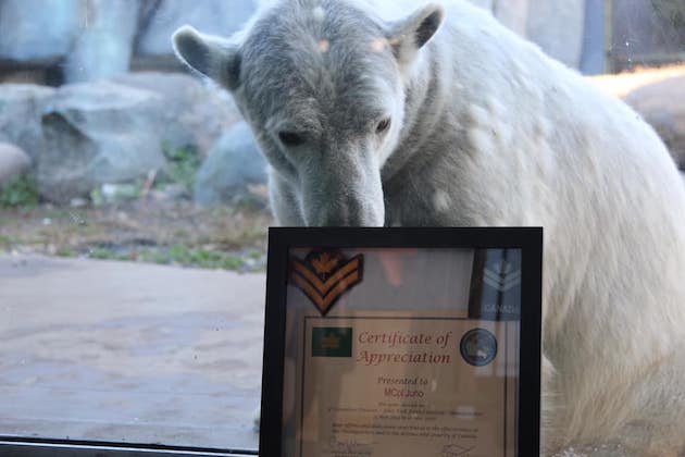 ホッキョクグマ　カナダ陸軍　名誉上級伍長　トロント動物園