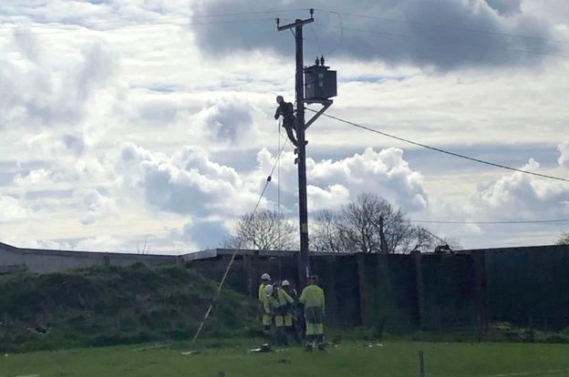 電柱でお尻をかいて停電に追い込んだリムジン牛のロン君に関連した画像-02