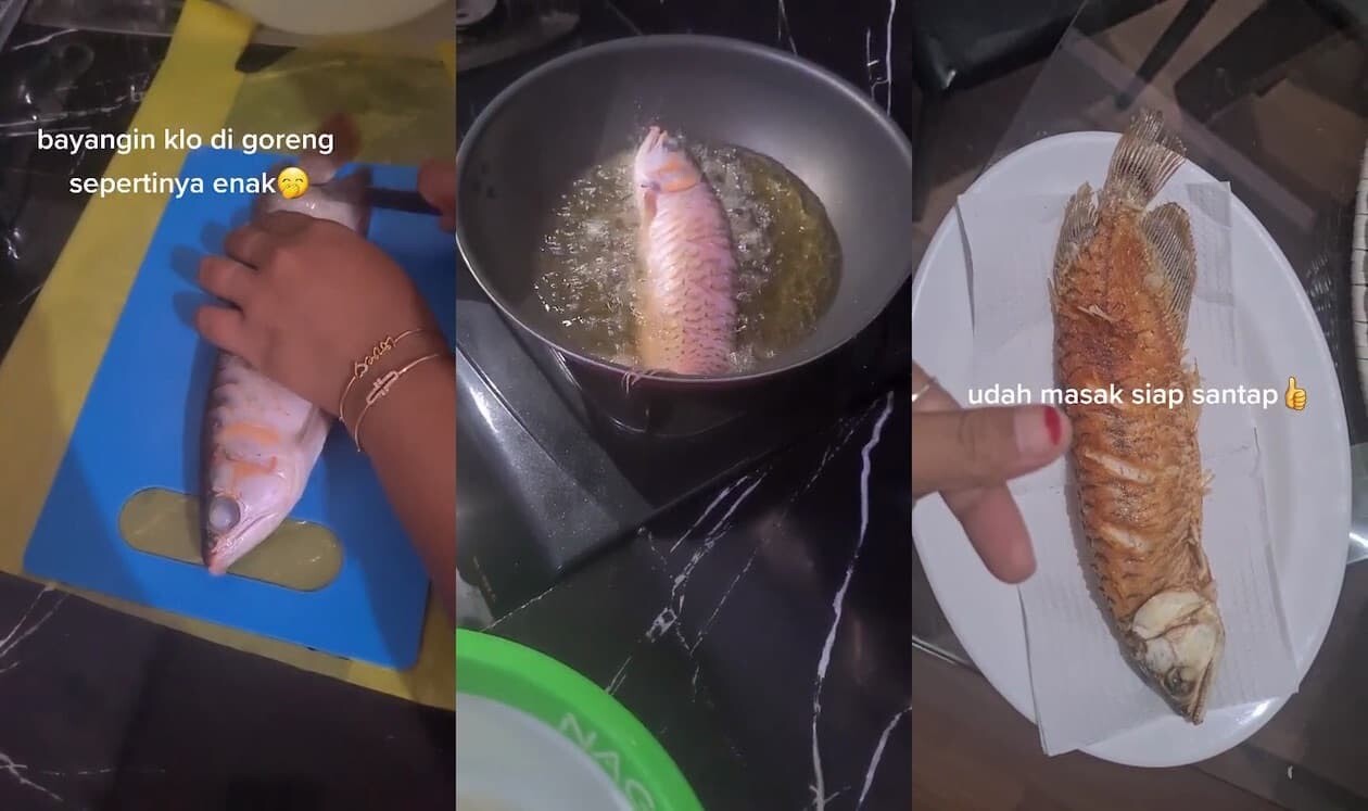 TikTok　インドネシア　アロワナ　観賞魚