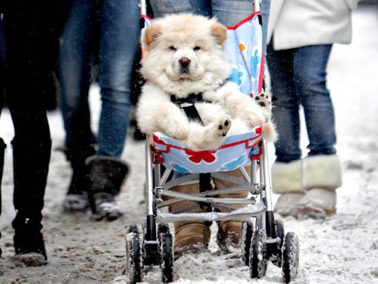 犬よりも猫の方が絶対に素晴らしいに関連した画像-07