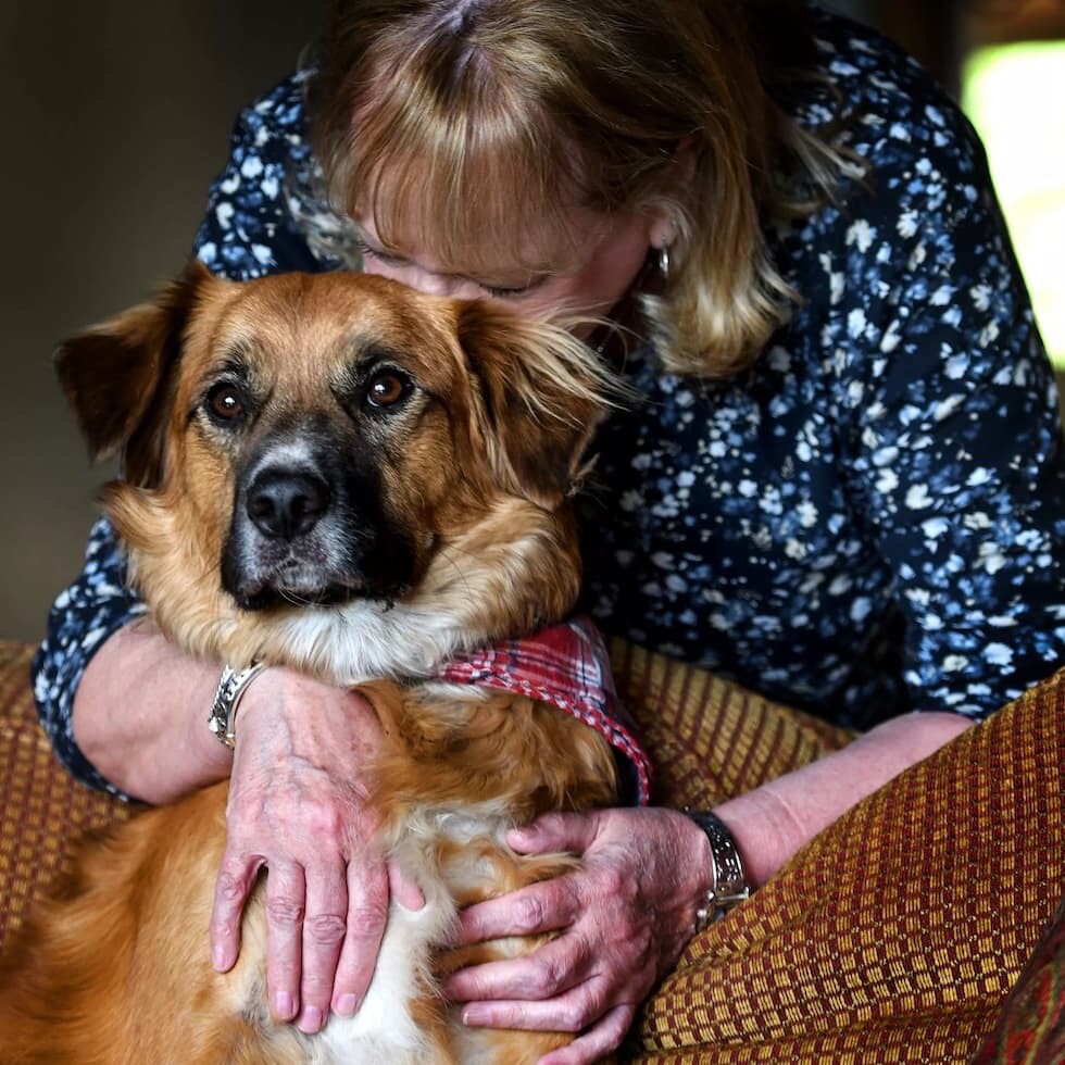 ティリー　犬　ボーダー・コリー　アメリカ　牧羊犬