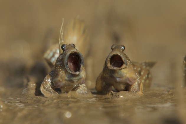 Comedy Wildlife Photography Awards 2017に関連した画像-06