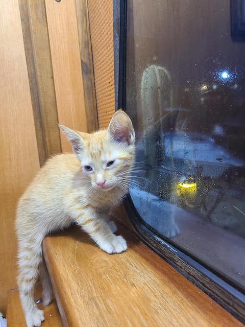 メキシコ　子猫　ボートに関連した画像-05