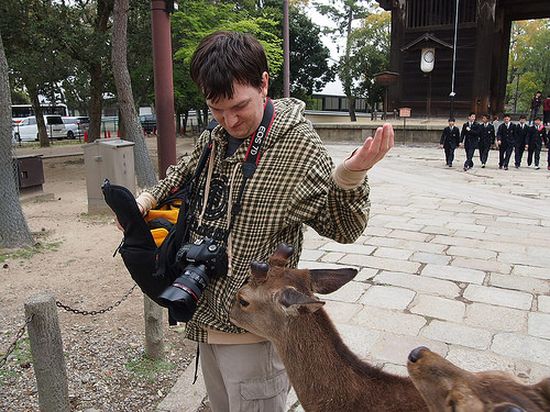 日本では鹿でさえ礼儀正しいに関連した画像-03