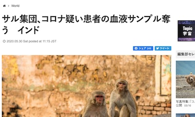 インド サル 新型コロナウイルス 猿の惑星に関連した画像-02