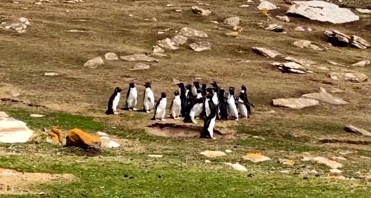 ペンギン　フォークランド諸島