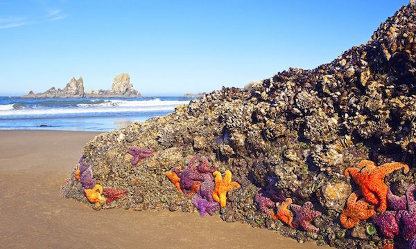 アメリカで自殺するヒトデが急増に関連した画像-02