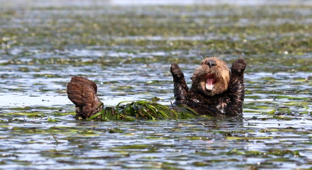 Comedy Wildlife Photography Awards 2017に関連した画像-12