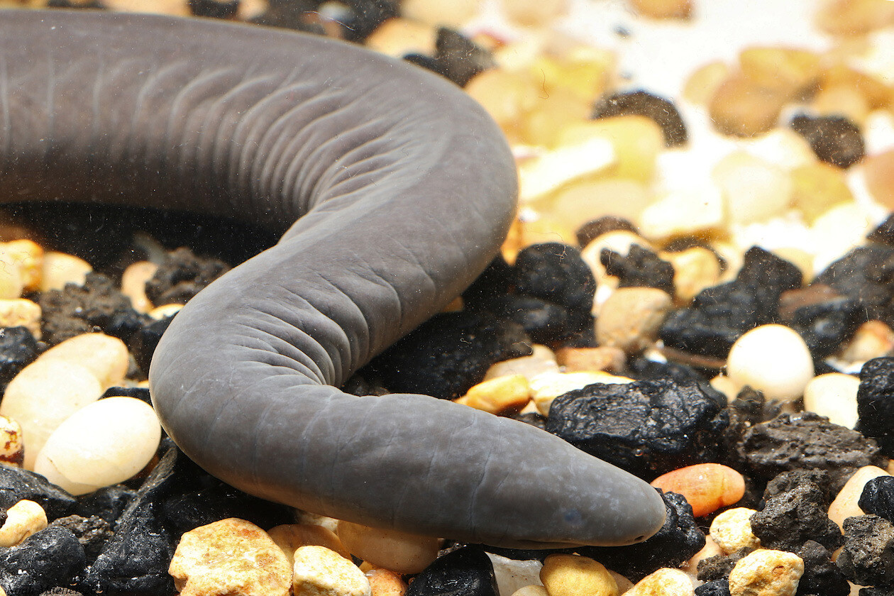 アシナシイモリ　Caecilian　アメリカ