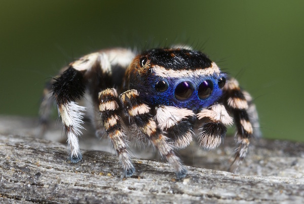 Maratus personatusに関連した画像-02