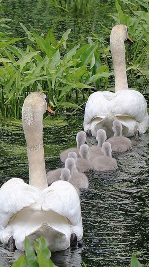 動物たちが家族で寄り添った画像に関連した画像-09