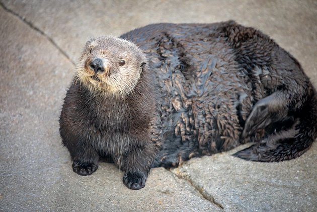 モントレーベイ水族館のカワウソに関連した画像-02