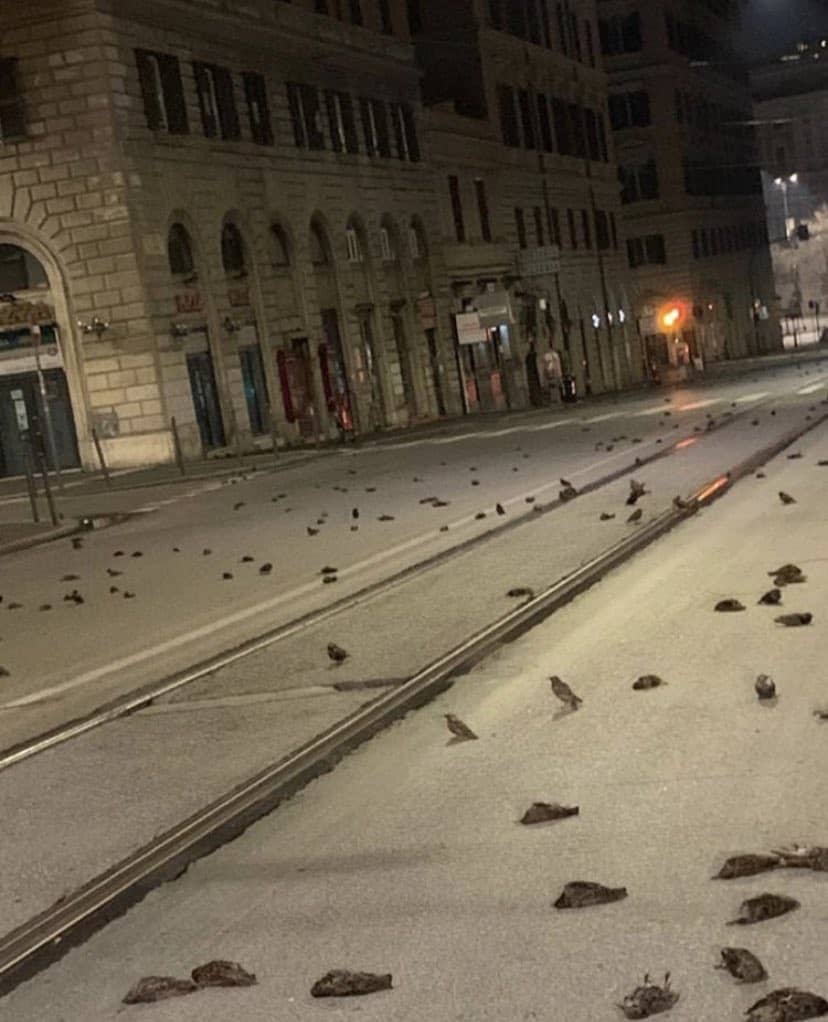 ホシムクドリ　イタリア　鳥の雨　花火