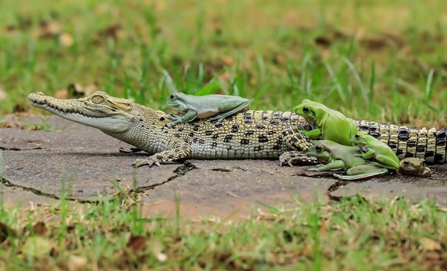 ワニをタクシー代わりにするカエルの家族に関連した画像-03