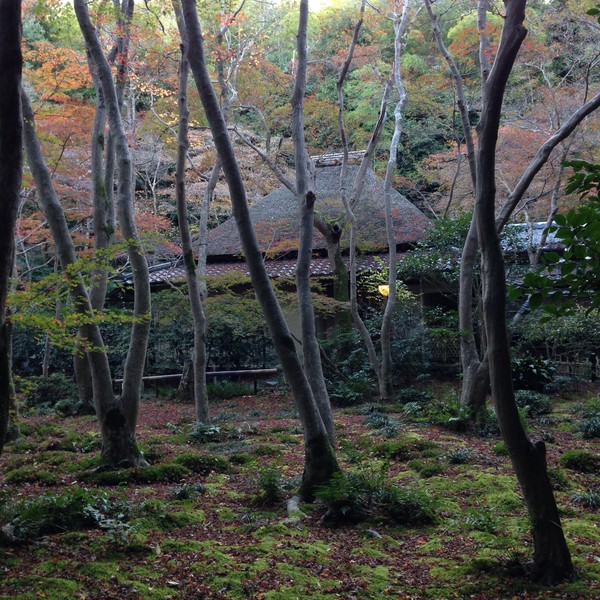 今年2015の京都の紅葉はガッカリに関連した画像-03