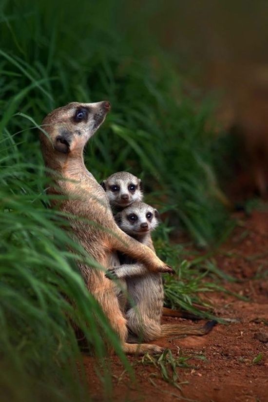 動物たちが家族で寄り添った画像に関連した画像-05